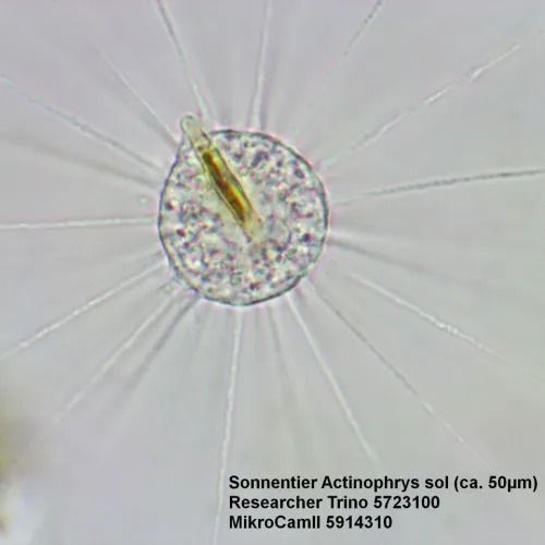 fotografia Mikroskop Bresser Researcher Trino 40–1000x,  15