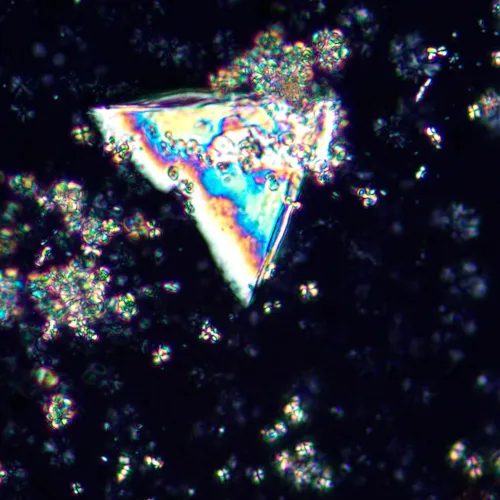 fotografia Mikroskop polaryzacyjny cyfrowy MAGUS Pol D850,  25