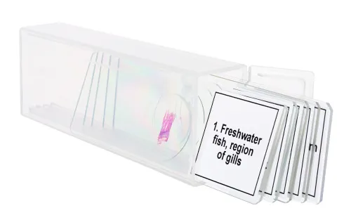 obraz Zestaw mikropreparatów Levenhuk Discovery Prof DPS 5. „Płazy”,  5