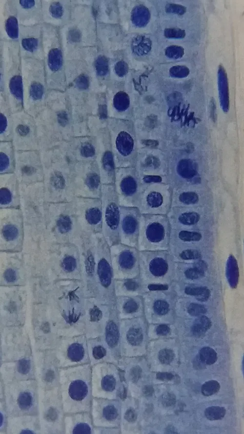 foto Mikroskop Bresser Erudit Basic 40–400x,  19