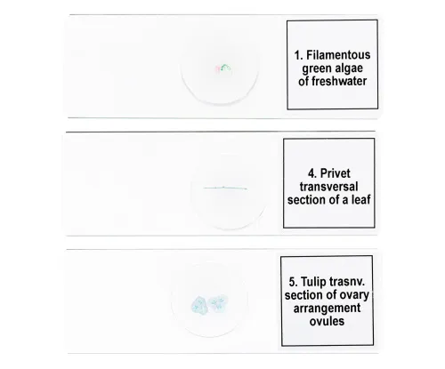 foto Zestaw mikropreparatów Levenhuk Discovery Prof DPS 5. „Biologia”,  6