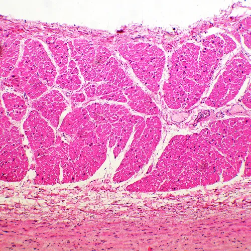 fotografia Mikroskop biologiczny MAGUS Bio 260T,  19