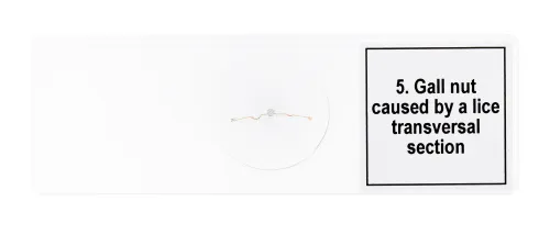 obraz Zestaw mikropreparatów Levenhuk Discovery Prof DPS 5. „Mutacje”,  8