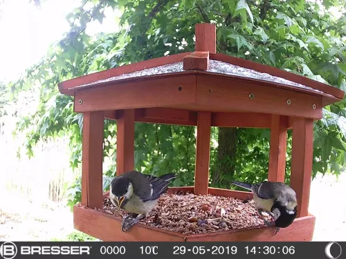 zdjęcie Kamera do obserwacji dzikich zwierząt Bresser 90° 16 MP,  6