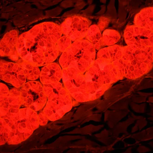 foto Mikroskop fluorescencyjny MAGUS Lum 450L,  25
