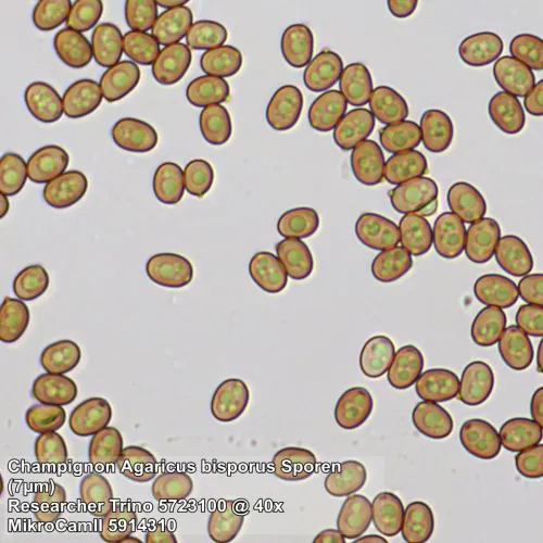 fotografia Mikroskop Bresser Researcher Trino 40–1000x,  13
