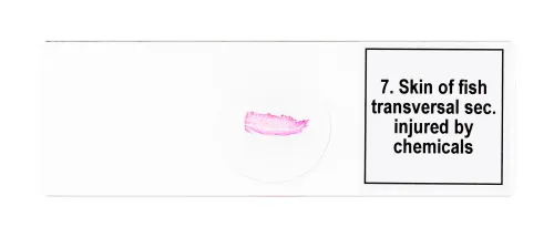 fotografia Zestaw mikropreparatów Levenhuk Discovery Prof DPS 25. „Biologia, ptaki itp.”,  9