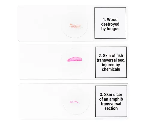 obraz Zestaw mikropreparatów Levenhuk Discovery Prof DPS 5. „Mutacje”,  6