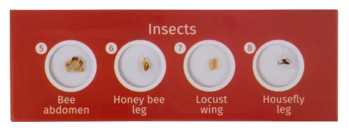 fotografia Zestaw preparatów zwierzęcych Levenhuk LabZZ C12,  3