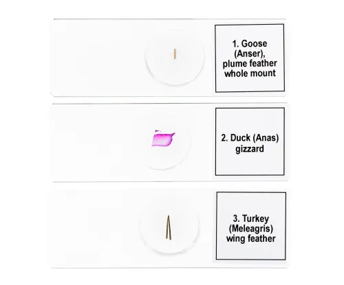 zdjęcie Zestaw mikropreparatów Levenhuk Discovery Prof DPS 5. „Ptaki”,  6