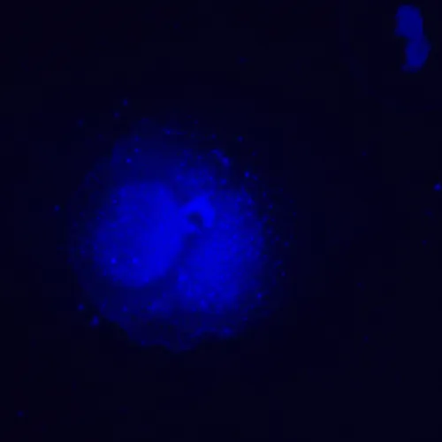 foto Odwrócony mikroskop fluorescencyjny cyfrowy MAGUS Lum VD500L,  24