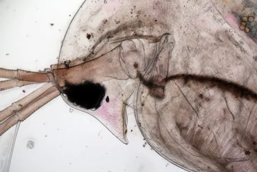 zdjęcie Kamera mikroskopowa DLT-Cam PRO 20 MP USB 3.0,  5