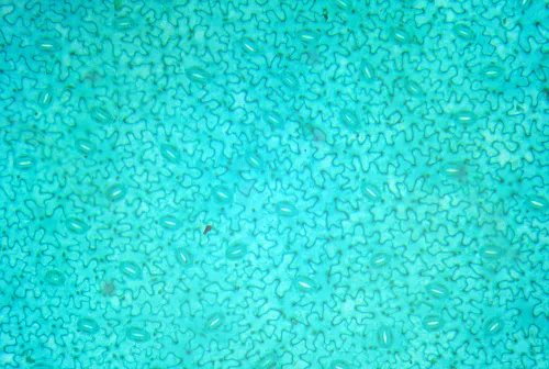 zdjęcie Kamera mikroskopowa DLT-Cam PRO 20 MP USB 3.0,  9