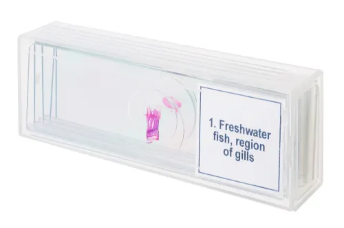 obraz Zestaw mikropreparatów Levenhuk Discovery Prof DPS 5. „Płazy”,  4