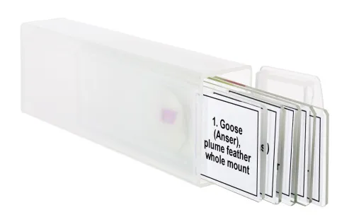 zdjęcie Zestaw mikropreparatów Levenhuk Discovery Prof DPS 5. „Ptaki”,  5