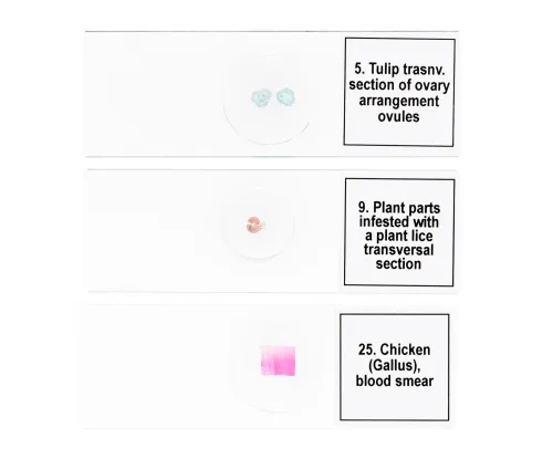 fotografia Zestaw mikropreparatów Levenhuk Discovery Prof DPS 25. „Biologia, ptaki itp.”,  8