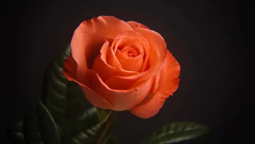 foto Fototeleskop Levenhuk Kelvin MAK60 mini AZ ,  17