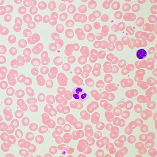 obraz Cyfrowy mikroskop biologiczny MAGUS Bio D260T LCD,  28