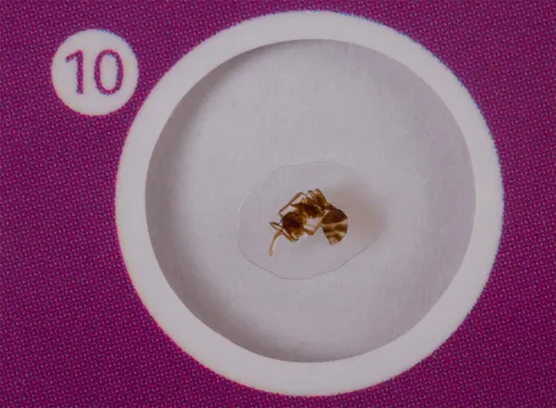 fotografia Zestaw preparatów zwierzęcych Levenhuk LabZZ C12,  6