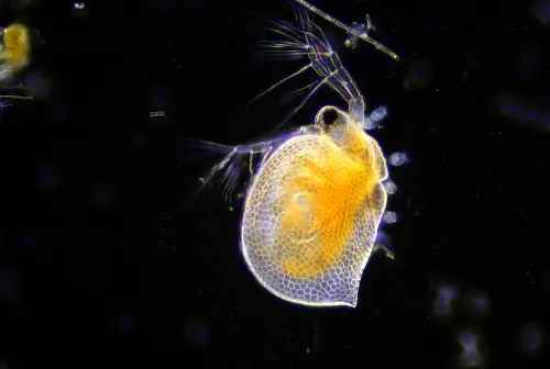 zdjęcie Kamera mikroskopowa DLT-Cam PRO 20 MP USB 3.0,  4