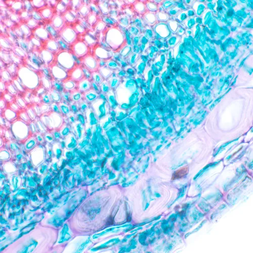 fotografia Mikroskop biologiczny MAGUS Bio 230B,  21