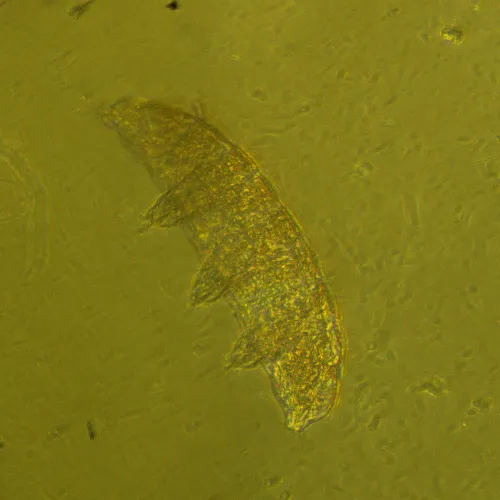 obraz Odwrócony mikroskop biologiczny cyfrowy MAGUS Bio VD360,  27