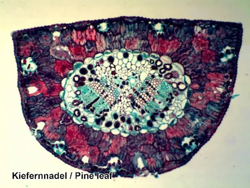 zdjęcie Zestaw preparatów Bresser w etui, 50 szt.,  4