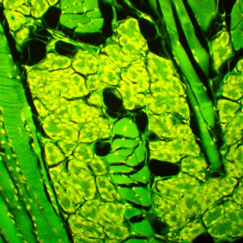 foto Mikroskop fluorescencyjny MAGUS Lum 450L,  23