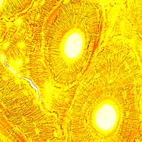 fotografia Mikroskop biologiczny сyfrowy MAGUS Bio D250T,  28