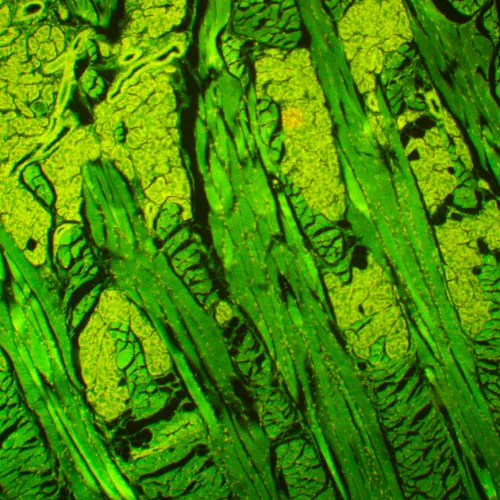 foto Mikroskop fluorescencyjny MAGUS Lum 450L,  21