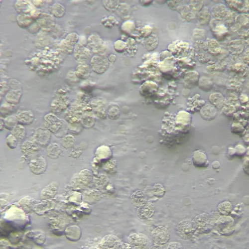 zdjęcie Urządzenie do pracy z kontrastem modulacyjnym Hoffmana MAGUS HCM360, z zestawem obiektywów,  15