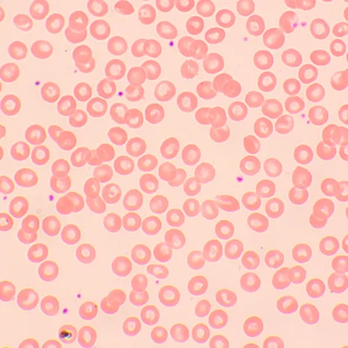 foto Mikroskop biologiczny MAGUS Bio 250TL,  22