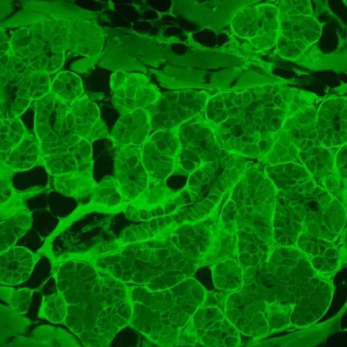 fotografia Odwrócony mikroskop fluorescencyjny MAGUS Lum V500L,  17