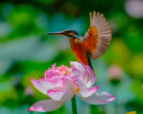 foto Fototeleskop Levenhuk Kelvin MAK60 mini AZ ,  14