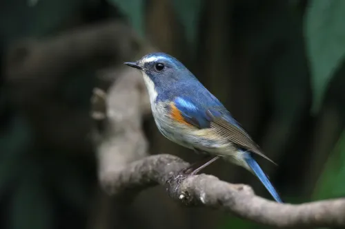 obraz Fototeleskop Levenhuk Kelvin MAK80 AZ,  15