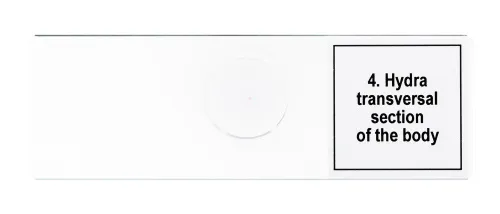 foto Zestaw mikropreparatów Levenhuk Discovery Prof DPS 5. „Życie w kropli wody”,  8