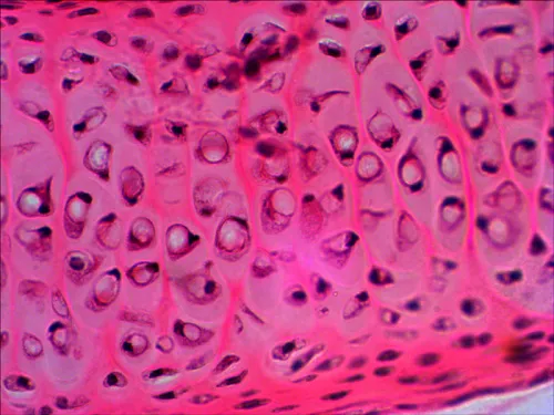 obraz Zestaw gotowych preparatów Levenhuk N20 NG,  10