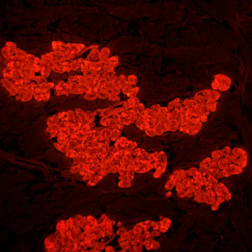 foto Mikroskop fluorescencyjny MAGUS Lum 450L,  24