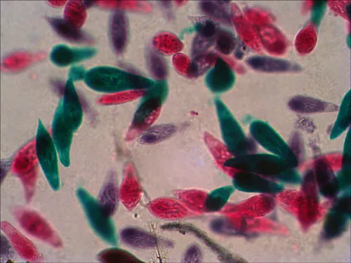zdjęcie Zestaw gotowych preparatów Levenhuk N18 NG,  10