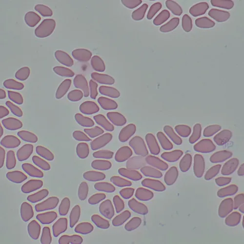 obraz Cyfrowy mikroskop biologiczny MAGUS Bio D290T LCD,  33