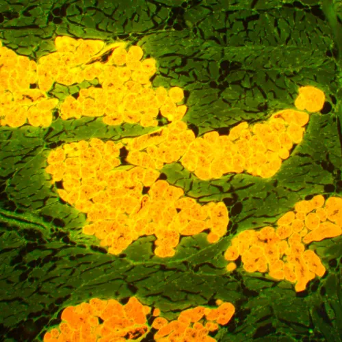 fotografia Cyfrowy mikroskop fluorescencyjny MAGUS Lum D450L,  27