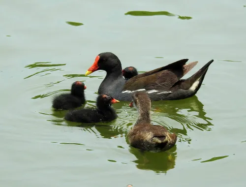 obraz Fototeleskop Levenhuk Kelvin MAK80 AZ,  17