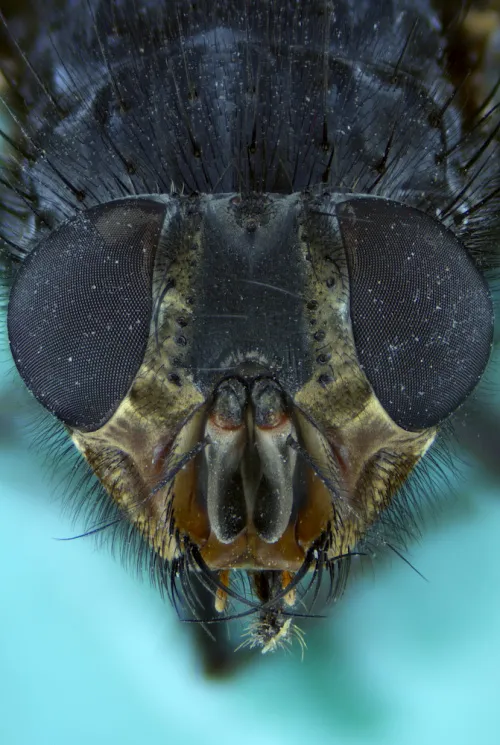 zdjęcie Kamera mikroskopowa DLT-Cam PRO 20 MP USB 3.0,  17