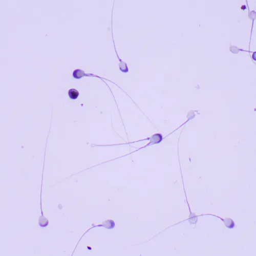 fotografia Mikroskop biologiczny MAGUS Bio 260T,  23