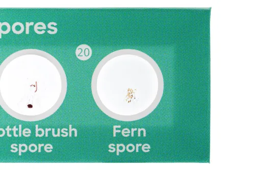 obraz Zestaw 12 preparatów Levenhuk Discovery Flora,  4