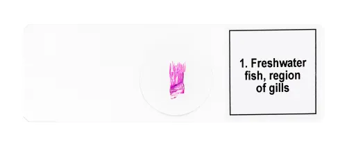 obraz Zestaw mikropreparatów Levenhuk Discovery Prof DPS 5. „Płazy”,  7