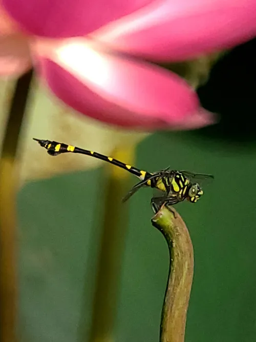 obraz Fototeleskop Levenhuk Kelvin MAK80 AZ,  16