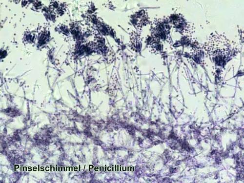 zdjęcie Zestaw preparatów Bresser w etui, 50 szt.,  3