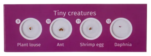 fotografia Zestaw preparatów zwierzęcych Levenhuk LabZZ C12,  4