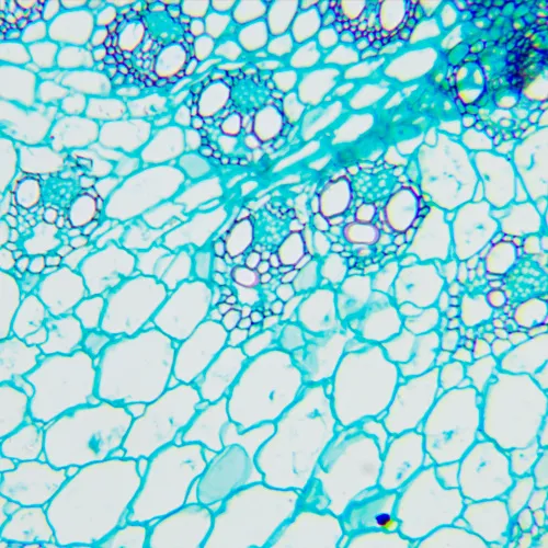 zdjęcie Mikroskop biologiczny MAGUS Bio 240T,  22